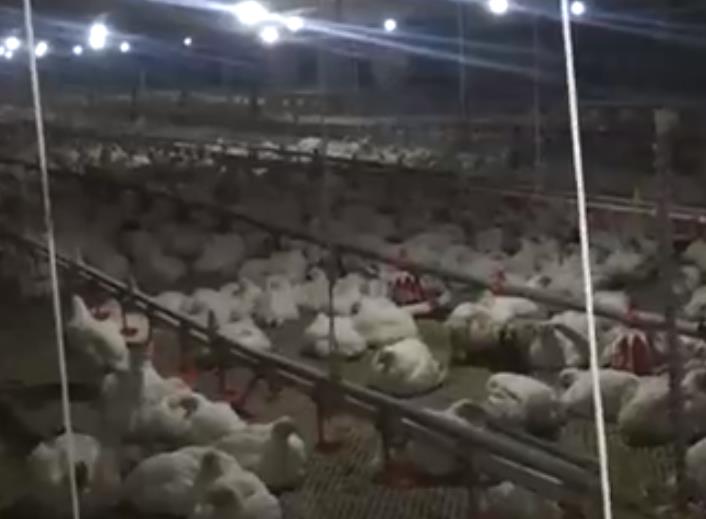 Watermarking Chicken Farm Video
