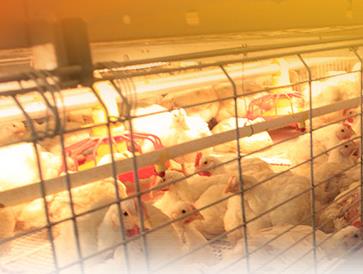 Broiler Chicken Cage