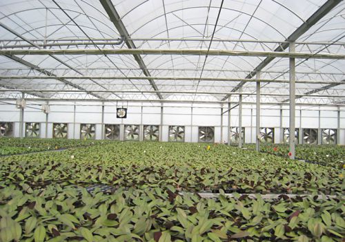 Film Tunnel Greenhouse Inside