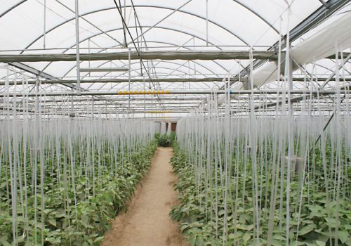 Tunnel Film Greenhouse