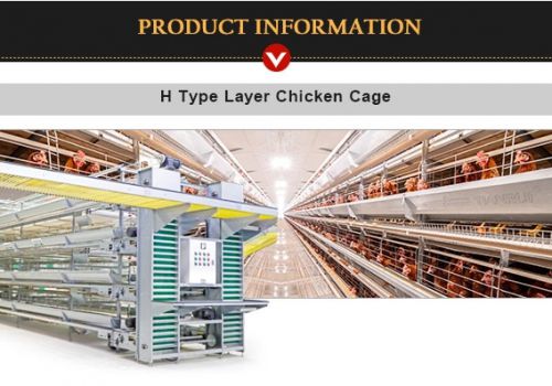 Layer Chicken Cage