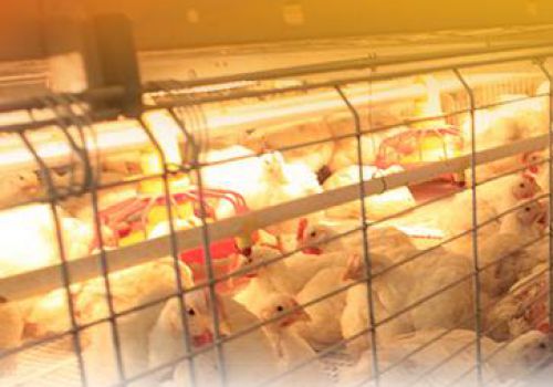 Broiler Chicken Cage