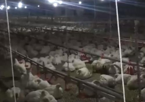 Watermarking Chicken Farm Video